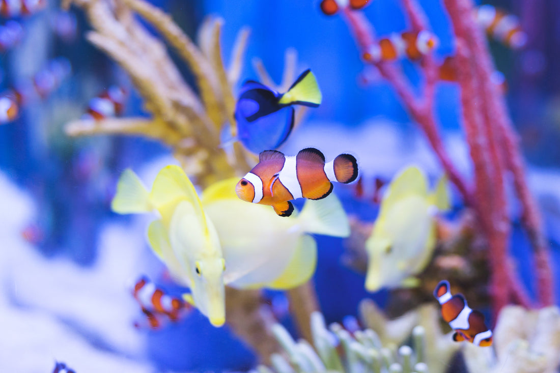 Beginner’s Guide to Setting Up Your First Aquarium