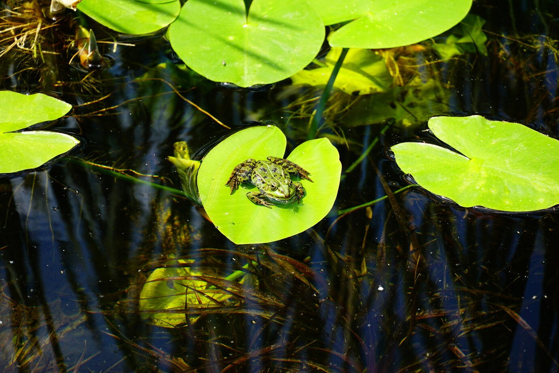 The Best Aquatic Plants to Beautify Your Aquarium