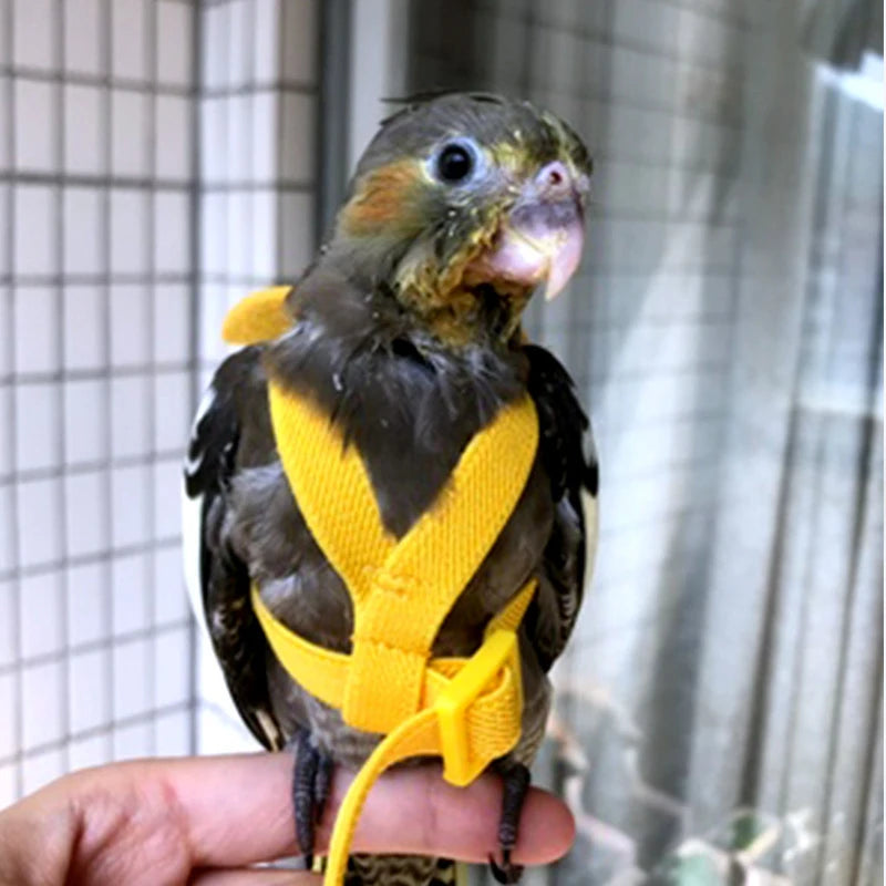 Parrot Flight Harness & Leash - Outdoor Training for Cockatiels, Macaws, and Budgies